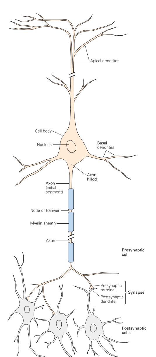 Neuron Overview